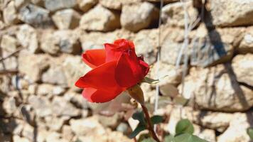 Vibrant Red and Pink Rose Flowers with Rich Colors and Elegant Composition Perfect for Various Design Projects and Creative Users photo