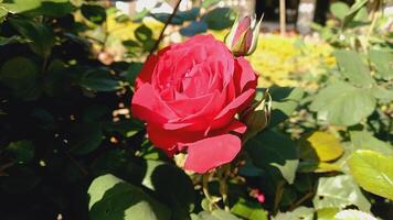 Vibrant Red and Pink Rose Flowers with Rich Colors and Elegant Composition Perfect for Various Design Projects and Creative Users photo