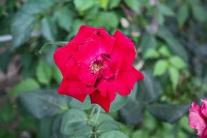 Vibrant Red and Pink Rose Flowers with Rich Colors and Elegant Composition Perfect for Various Design Projects and Creative Users photo