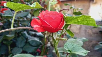 Vibrant Red and Pink Rose Flowers with Rich Colors and Elegant Composition Perfect for Various Design Projects and Creative Users photo