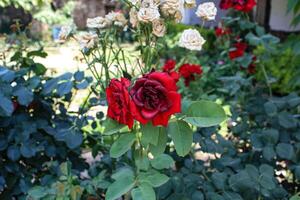Vibrant Red and Pink Rose Flowers with Rich Colors and Elegant Composition Perfect for Various Design Projects and Creative Users photo