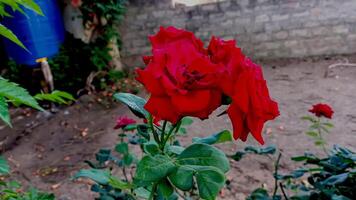 Vibrant Red and Pink Rose Flowers with Rich Colors and Elegant Composition Perfect for Various Design Projects and Creative Users photo