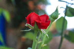 Vibrant Red and Pink Rose Flowers with Rich Colors and Elegant Composition Perfect for Various Design Projects and Creative Users photo