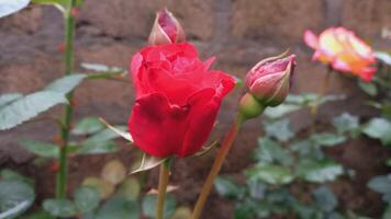 Vibrant Red and Pink Rose Flowers with Rich Colors and Elegant Composition Perfect for Various Design Projects and Creative Users photo