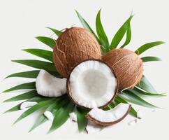 Coconut Fruit on Palm Leaf photo