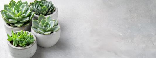 Succulents in Concrete Pots on Grey Background photo