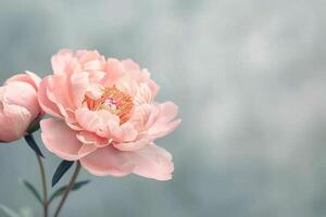 Pink Roses and White Flowers on a White Background photo