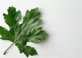 Green Leaf on White Background photo