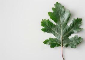Green Leaf on White Background photo
