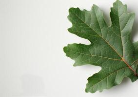 Green Leaf on White Background photo