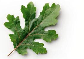 Green Leaf on White Background photo