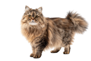 Fluffy Cat with Green Eyes png