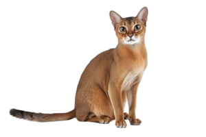 abisinio gato sentado aislado png