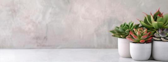 Succulents in Concrete Pots on Grey Background photo