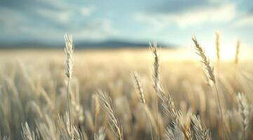Golden Wheat Field At Sunset photo