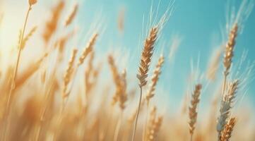 Golden Wheat Field At Sunset photo