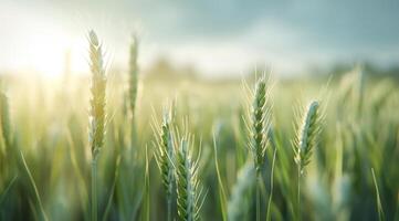 Golden Wheat Field At Sunset photo