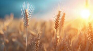 Golden Wheat Field At Sunset photo