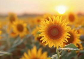 Sunflowers in a Field at Sunset photo