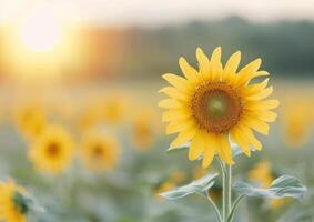 Sunflowers in a Field at Sunset photo