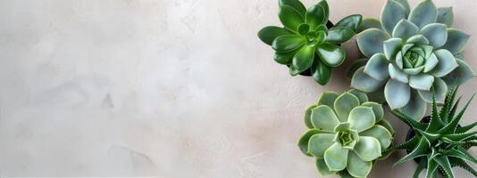 Succulents in White Pots on Gray Surface photo