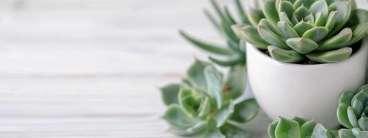 Succulents in White Pots on Gray Surface photo