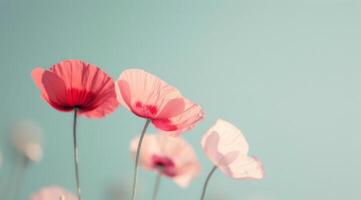Three Poppies Against Blue Sky photo