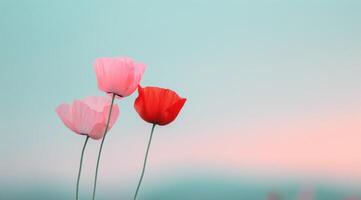 Three Poppies Against Blue Sky photo