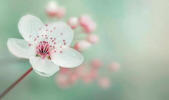 White Flower in Bloom, Close-Up photo