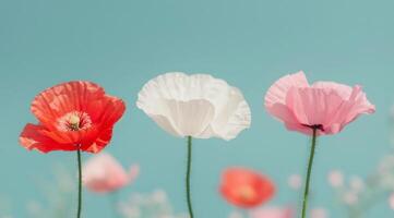 Three Poppies Against Blue Sky photo