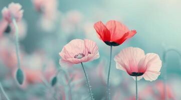 Three Poppies Against Blue Sky photo