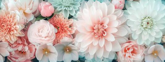 Pink And White Flowers Close Up photo