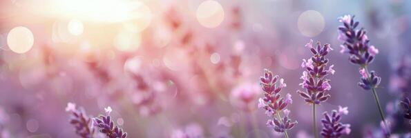Lavender Flowers in Sunset Light photo