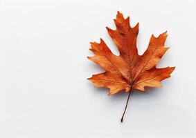 Single Brown Leaf on White Background photo