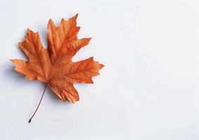 Single Brown Leaf on White Background photo