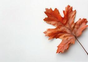 Single Brown Leaf on White Background photo
