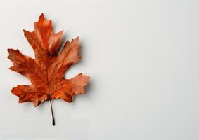 Single Brown Leaf on White Background photo