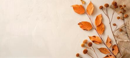 Autumn Leaves and Wheat on White Background photo