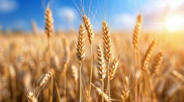 Wheat Field at Sunset photo