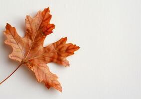 Brown Maple Leaf on White Background photo