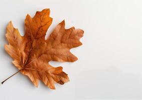 Brown Maple Leaf on White Background photo