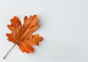 Brown Maple Leaf on White Background photo