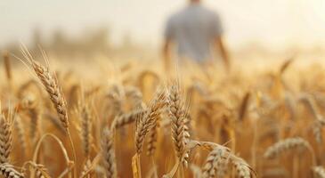 Combine Harvester in a Wheat Field at Sunset photo