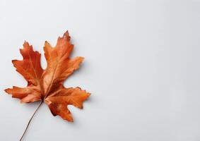 Brown Maple Leaf on White Background photo