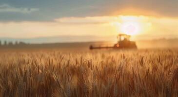 Combine Harvester in a Wheat Field at Sunset photo