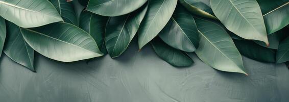 Tropical Leaf Background photo