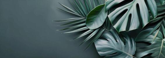 Tropical Leaf Background photo