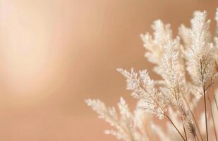 White Pampas Grass in Sunlight photo