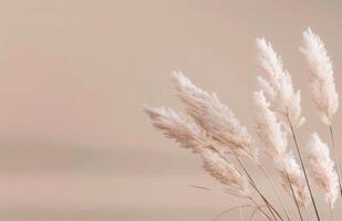 White Pampas Grass in Sunlight photo