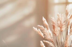 Pampas Grass Against A Soft Background photo